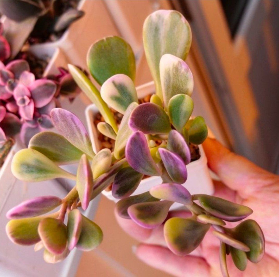Pflanzen & Samen: Senecio jacobsenii variegata Steckling – Neu (gemäss Beschreibung) aus Zürich von The_Plant_Wizard