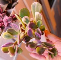 Senecio jacobsenii variegata Steckling
