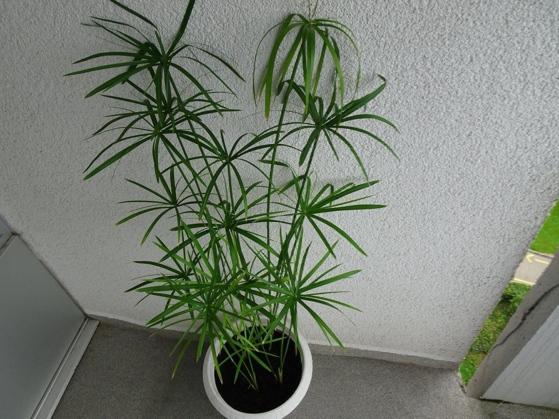 Pflanzen & Samen: PAPYRUS ** ZYPERGRAS ** 4 Setzlinge ** LUFTREINIGEND – Neu (gemäss Beschreibung) aus Luzern von xrayspex99 3
