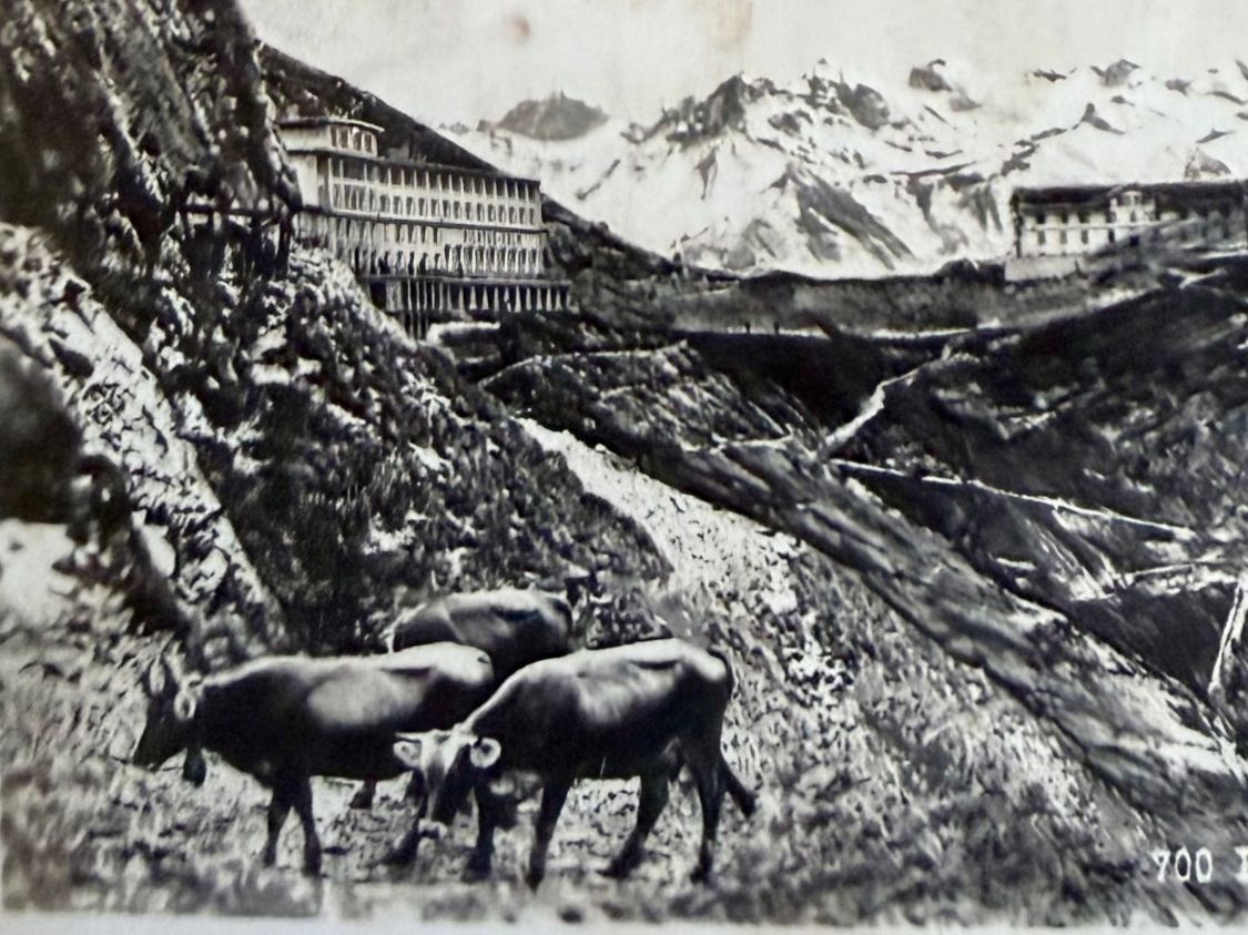 Cartoline postali: Pilatus - Kulm - Kühe 1929 – Usato da Lutry venduto da Ediego 1