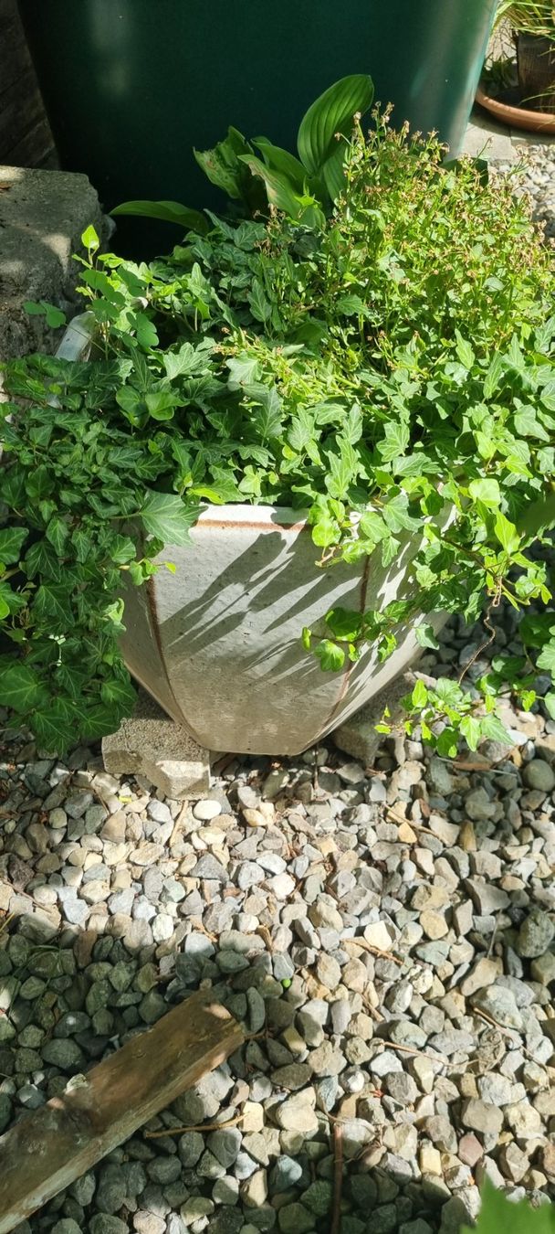 Plantes & graines: Pflanze im Topf mit Efeu – D'occasion à egliswil par Maggy6 1