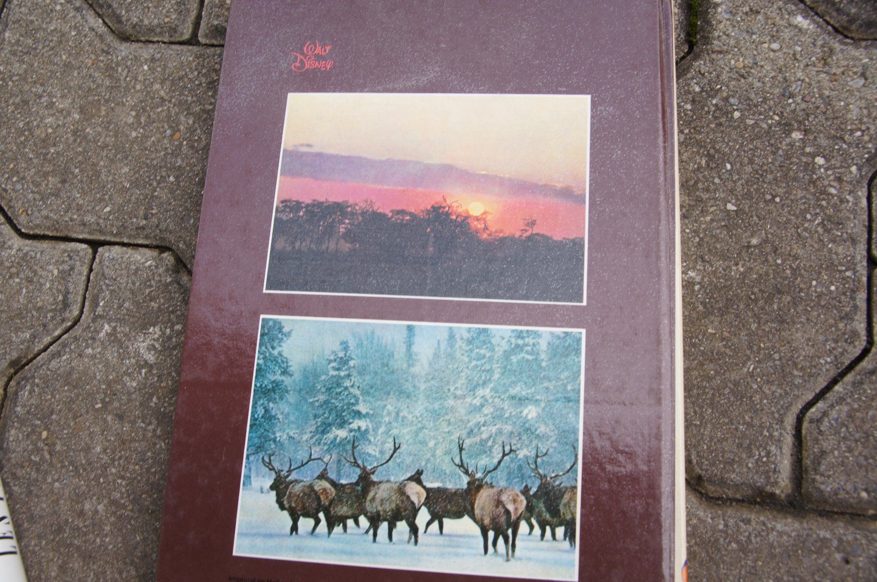 Libri: La vie sauvage – Usato da Sierre venduto da Erjou 5