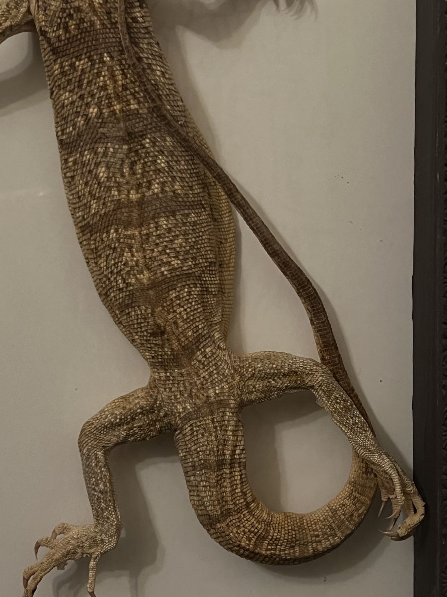 Welt der Tiere: Grand lézard – Gebraucht aus Vétroz von Chrisbad60 2