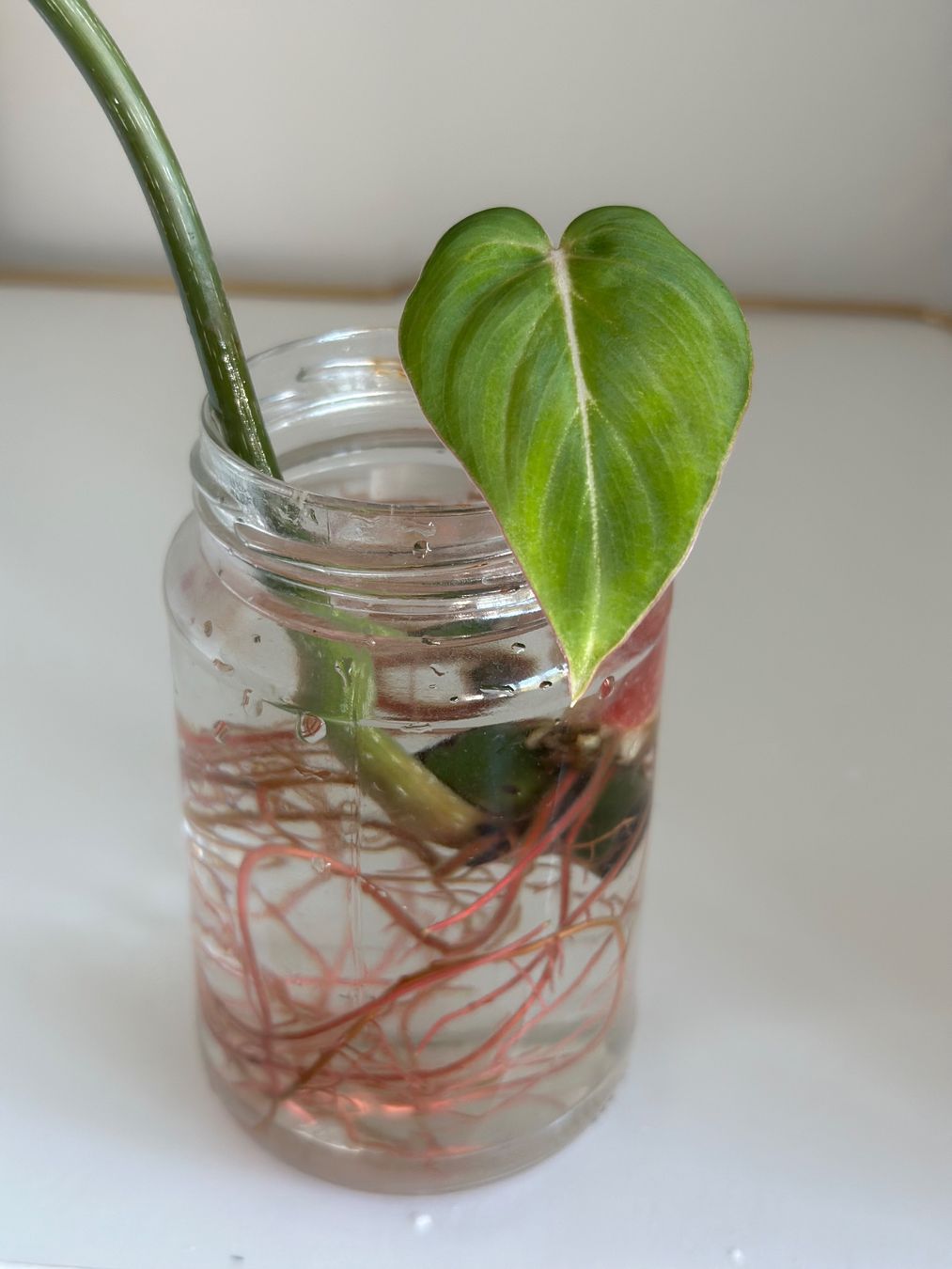 Piante & sementi: Philodendron Gloriosum Steckling - gut bewurzelt #2 – Usato da Zürich venduto da ong8 2