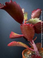 Kalanchoe Sexangularis - seltene rotblätterige Sukkulente