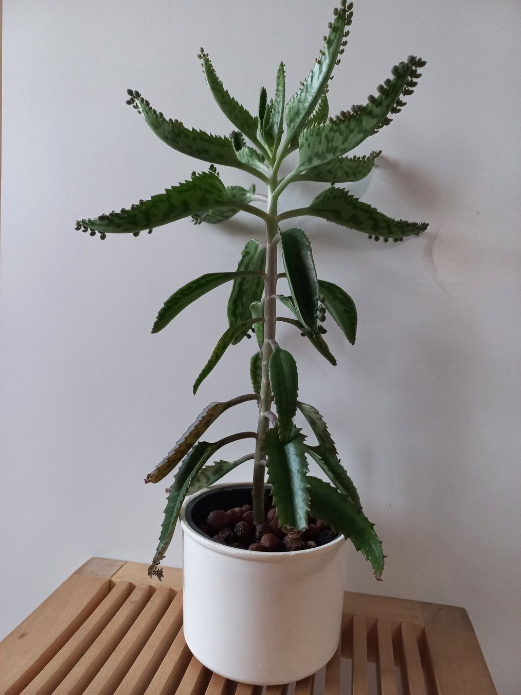 Piante & sementi: Steckling Kalanchoe delagoensis / Kindlibaum – Nuovo (secondo la descrizione) da Wettingen venduto da tonia3 2