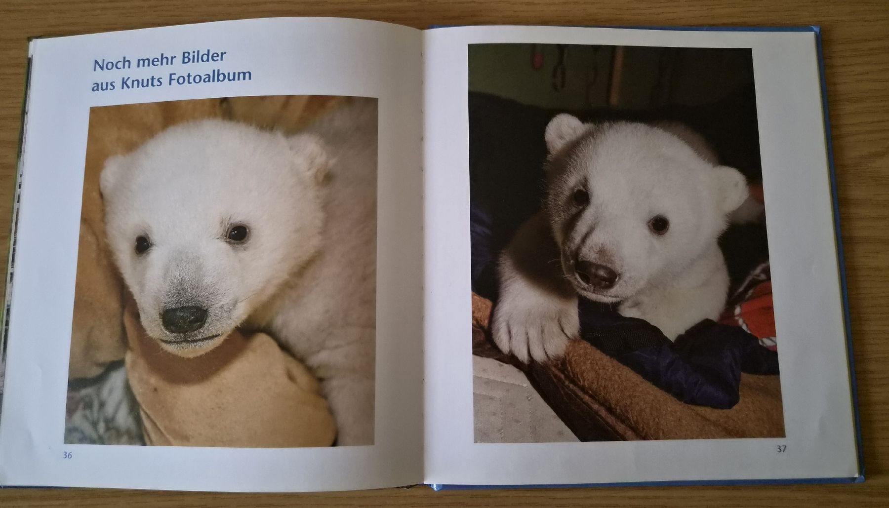 Bücher: Buch: Knut der kleine Eisbärenjunge – Gebraucht aus Urtenen-Schönbühl von Kahru 6