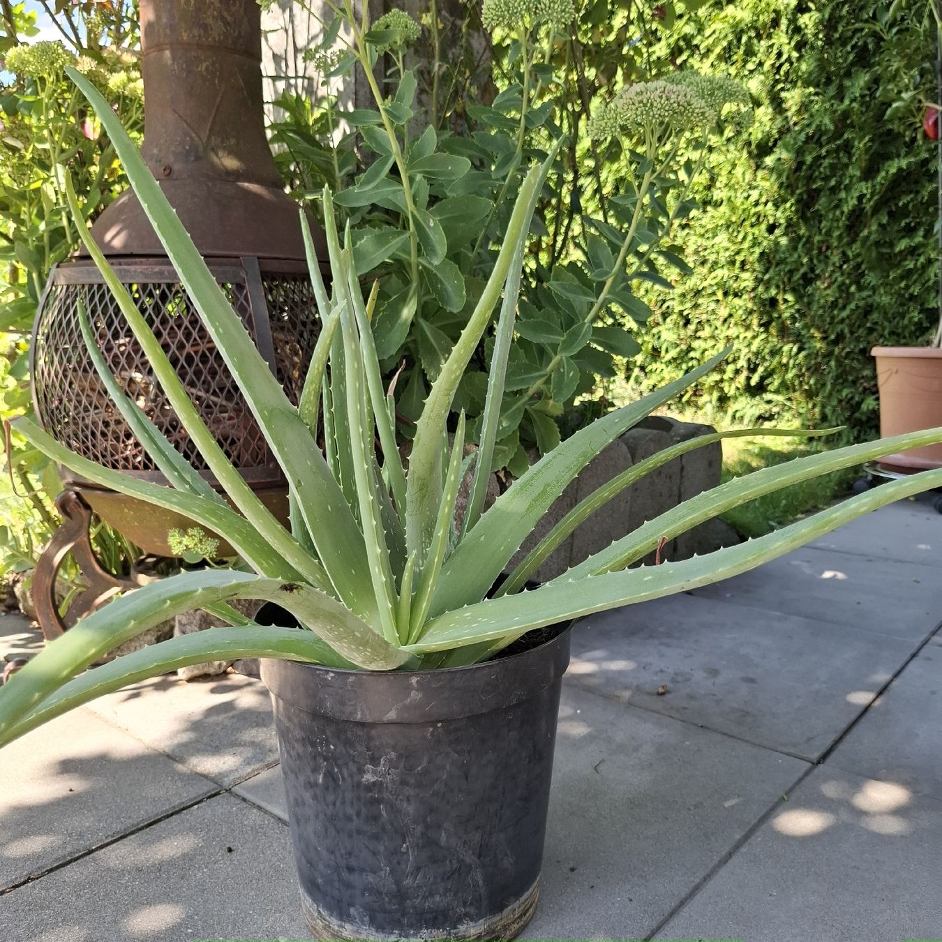 Piante & sementi: Aloe Vera Pflanze im Topf  – Usato da Emmen venduto da Tigerlady 3