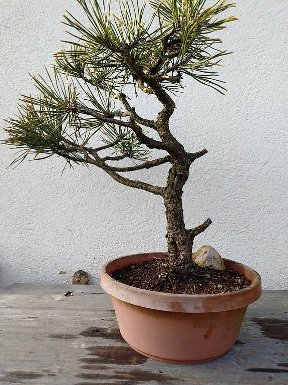 Piante & sementi: Bonsai – Usato da Walterswil SO venduto da som_jbd7 1