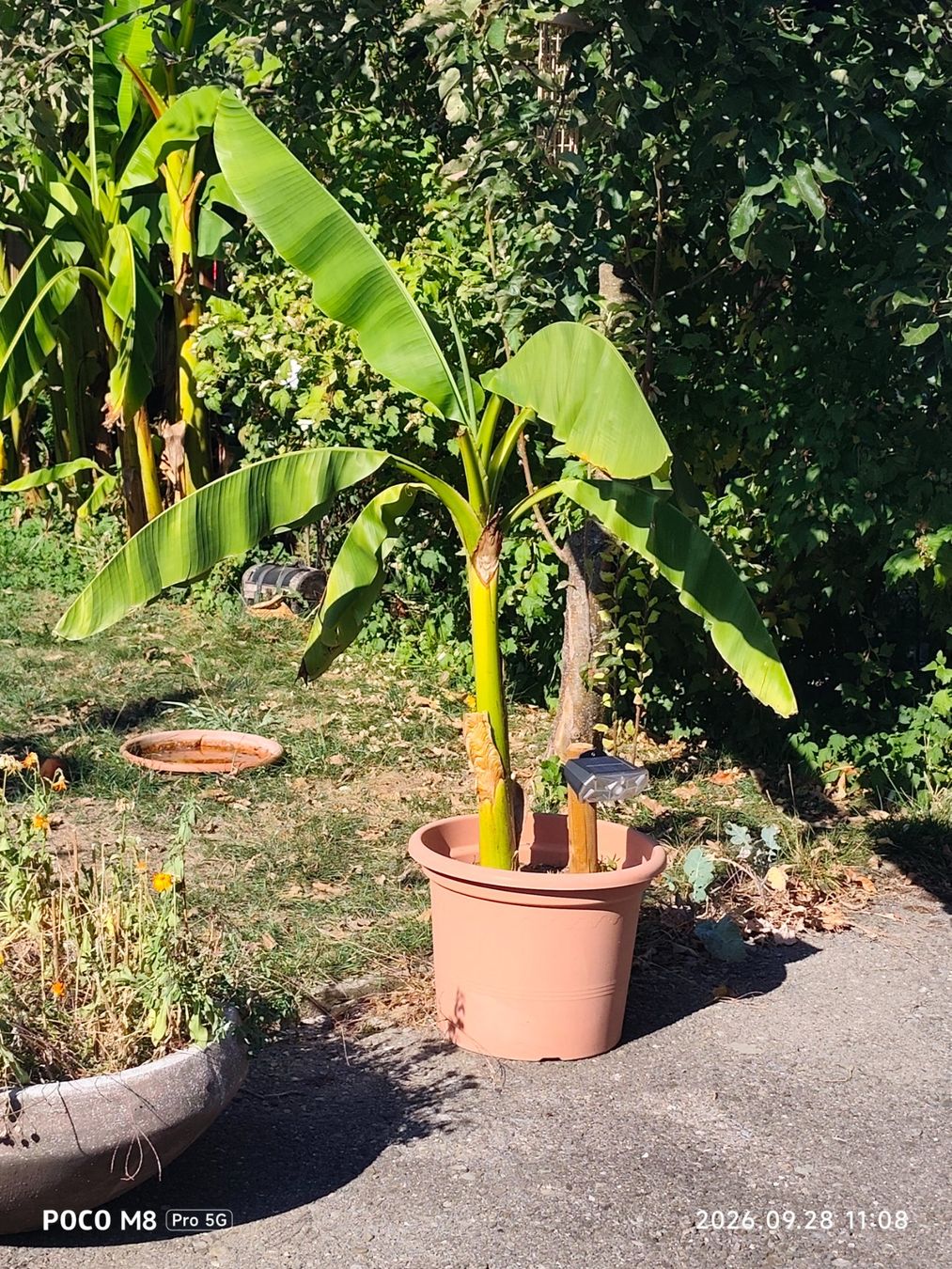 Piante & sementi: Bananenbaum im Topf ca.1.2m hoch – Usato da Buchs AG venduto da schwippschwapp