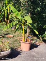 Bananenbaum im Topf ca.1.2m hoch