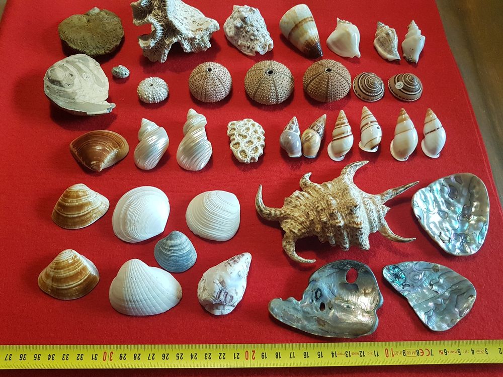 Muscheln Sammlung | Kaufen auf Ricardo