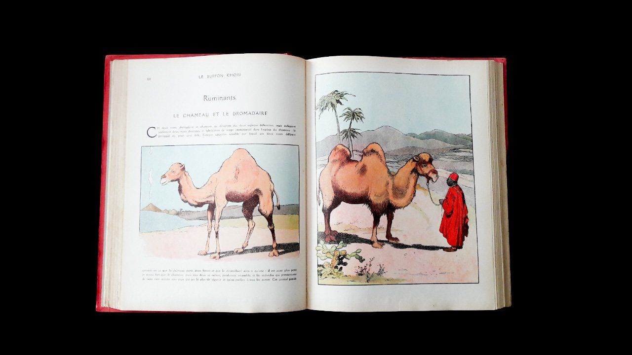 Libri: Le Buffon choisi Benjamin Rabier Garnier v. 1920 Animaux – Usato da Tavannes venduto da Nekosumi 3