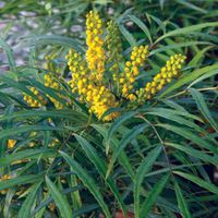 Mahonia sans épines 'Soft caress'