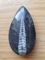 Turritella, Schnecke, aus Marokko hübscher Schliff, Fossil