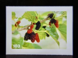 MIGROS MANIA Nature Detectives Nr. 103