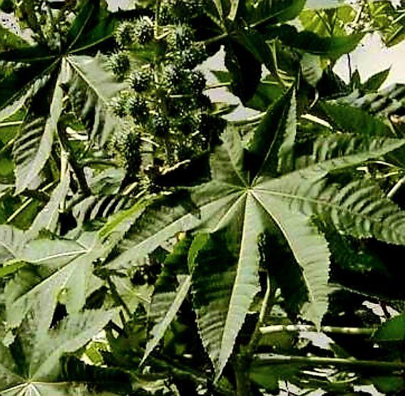 30 Graines De Ricin Commun Géant (Ricinus Communis) - Par Samenchilishop - Plante Ornementale à Croissance Rapide