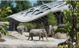 Verkaufe 4 Eingänge Zoo Zürich 21.06.26
