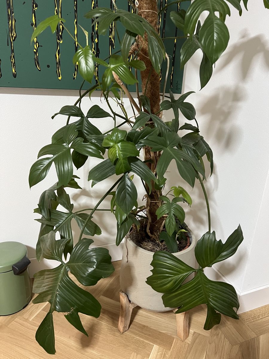Piante & sementi: Grosse Philodendron ‘Florida Ghost’, ohne Topf – Usato da Zürich venduto da Swissbock