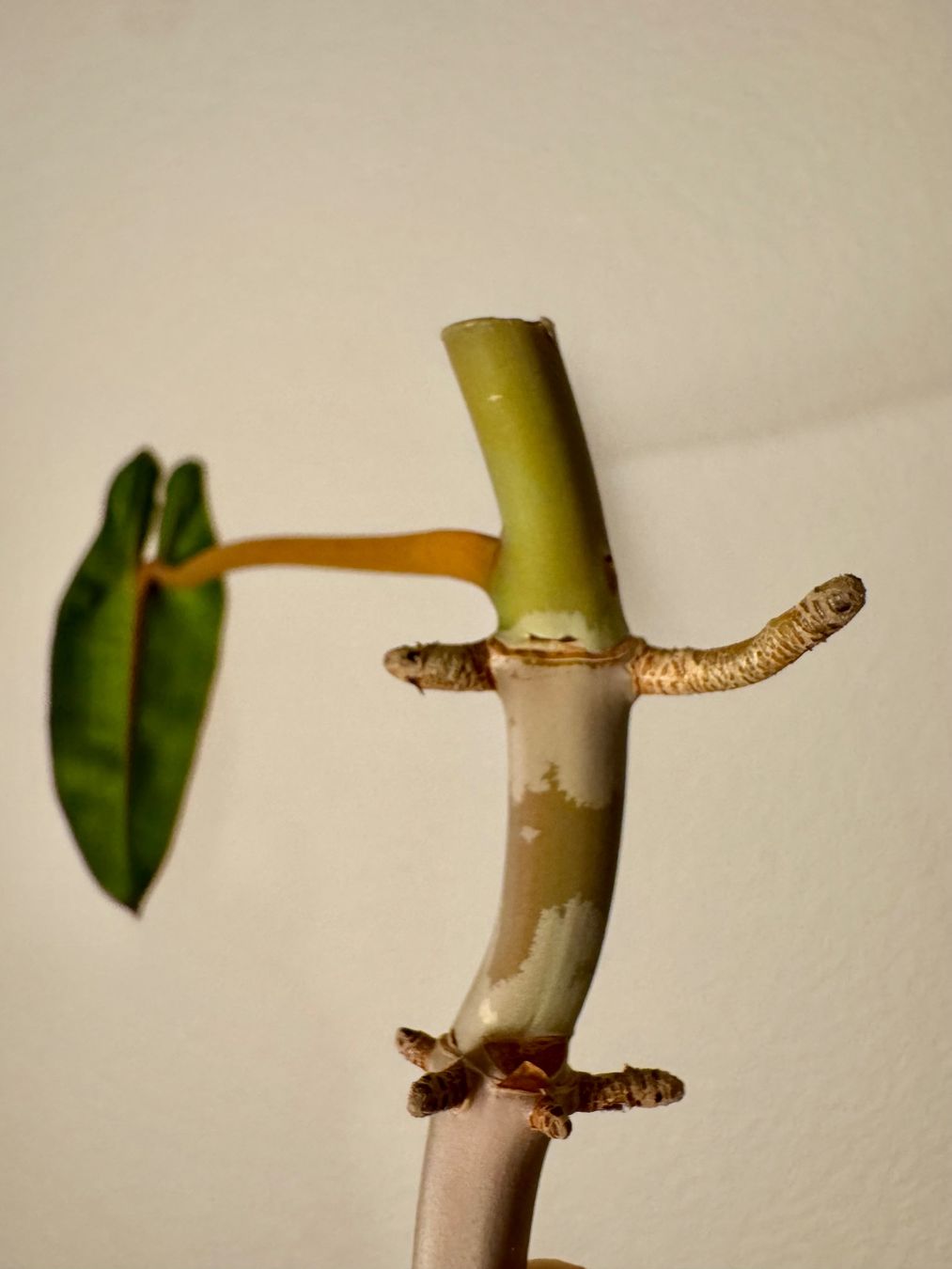 Piante & sementi: Philodendron Billietiae | Fresh Cutting – Nuovo (secondo la descrizione) da Bülach venduto da Bloom_Witch 2