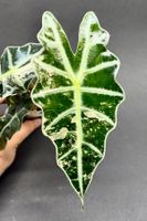 🌿 Alocasia ‘Polly’ Variegata #1
