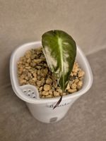 🐍 Junge Alocasia Venom #2🪴