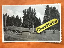 Chevaux des Frauches Montagbes, Pferde auf Weide, 1950