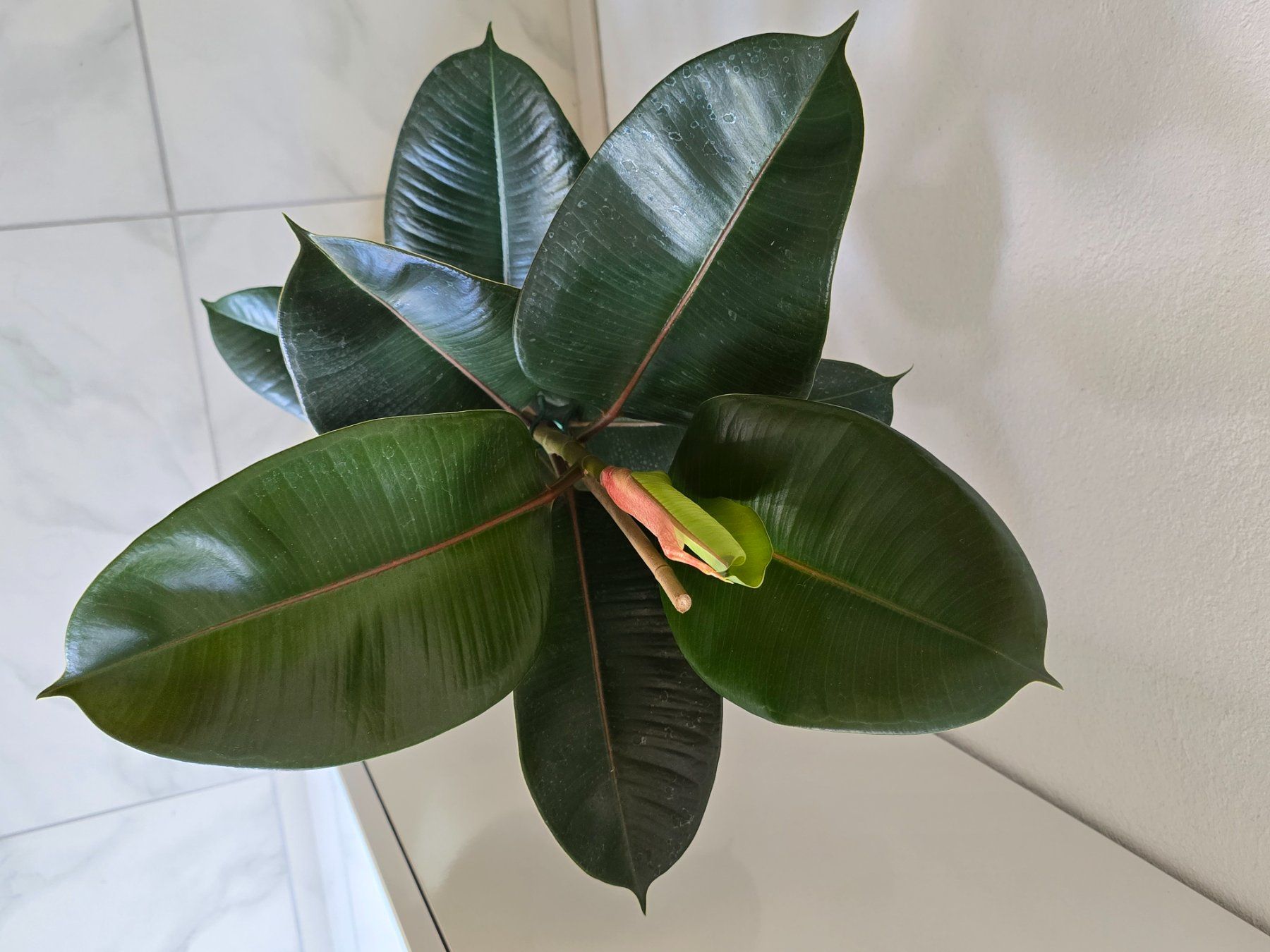 Piante & sementi: Gummibaum Ficus elastica – Nuovo (secondo la descrizione) da Aarburg venduto da Glitzerzauber 1