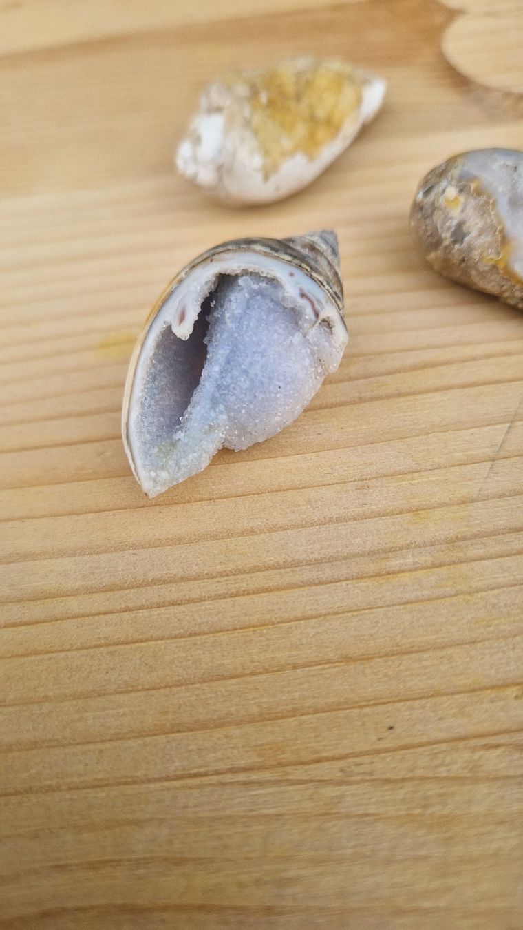 Fossili: Fossile Quarz Schnecke – Usato da Niederhasli venduto da rehauge01 3