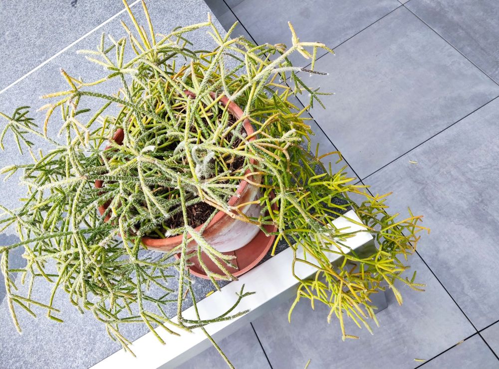 Cactus Gui Mots Fleches