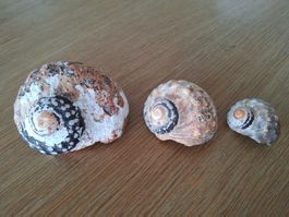 3 schöne südafrikanische Turbanschnecken Muscheln