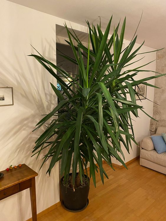 Grosse Yucca Kaufen auf Ricardo