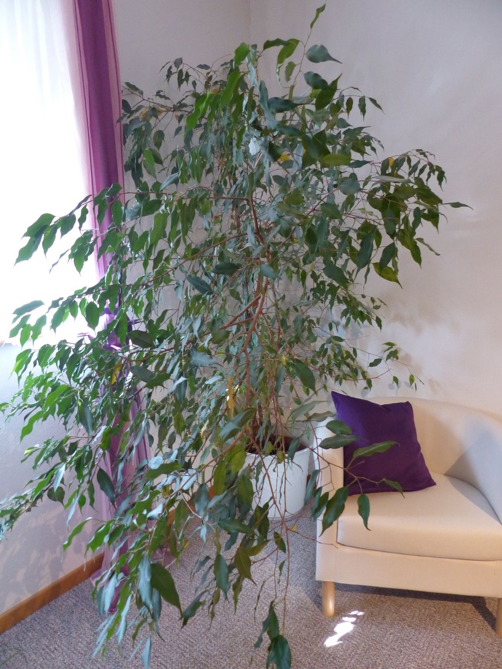 Pflanzen & Samen: Birkenfeige Ficus Benjamin zu verkaufen – Gebraucht aus Bözen von Peperoni61
