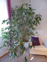 Birkenfeige Ficus Benjamin zu verkaufen