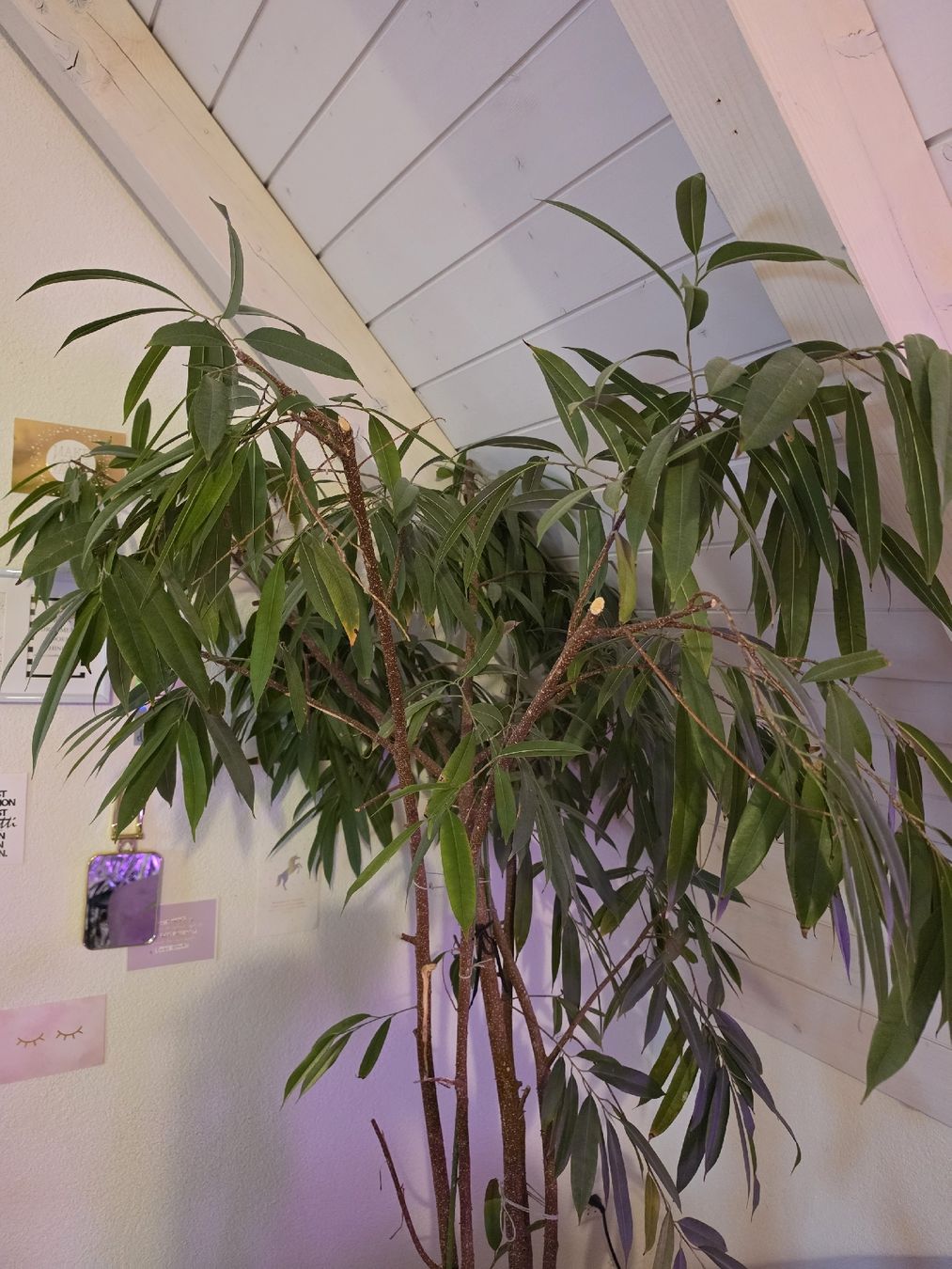 Pflanzen & Samen: Ficus Pflanze  – Gebraucht aus Uster von mikedizzy84 1