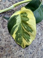 Epipremnum pinnatum variegata, Steckling