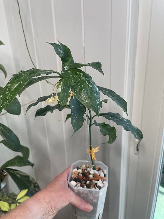 Piante & sementi: Hoya occultata yellow – Usato da Schönholzerswilen venduto da Leavylounge