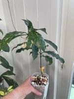 Hoya occultata yellow