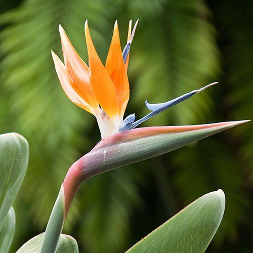 Piante & sementi: Strelitzia - Paradiesvogelblume – Usato da Oberentfelden venduto da Myri13 5