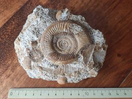 Ammonit mit Muscheln und Schnecken Frankreich