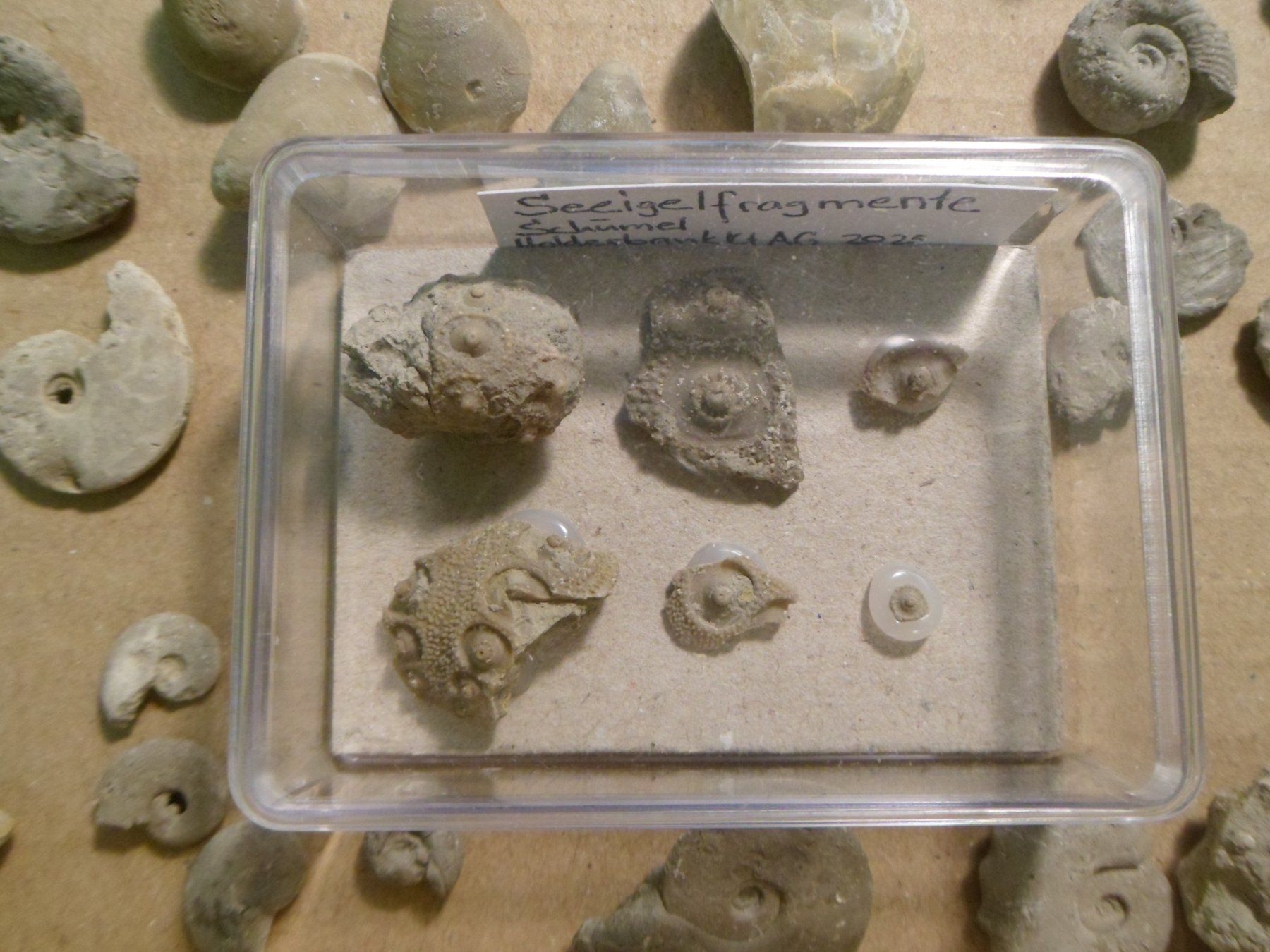 Fossili: Fossilien Sammlung Schweiz – Usato da Affoltern am Albis venduto da Fossil60 7