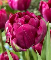 TULIPA ROYAL ACRES : 8 Zwiebeln + Infos wie keimen & pflegen