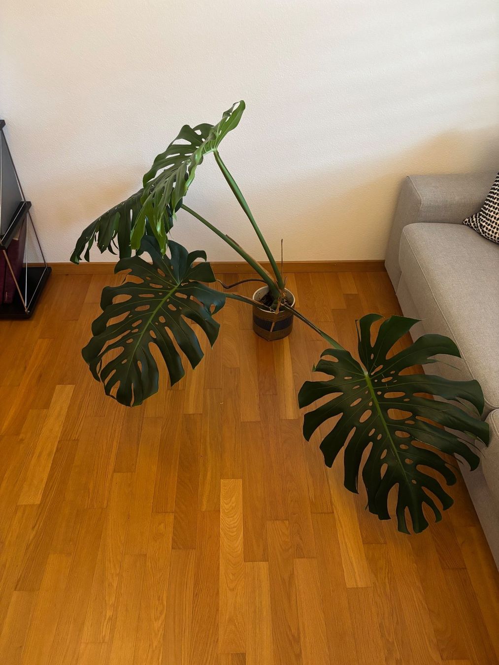 Plantes & graines: Monstera mit grossen Blättern – D'occasion à Zürich par morstu 2
