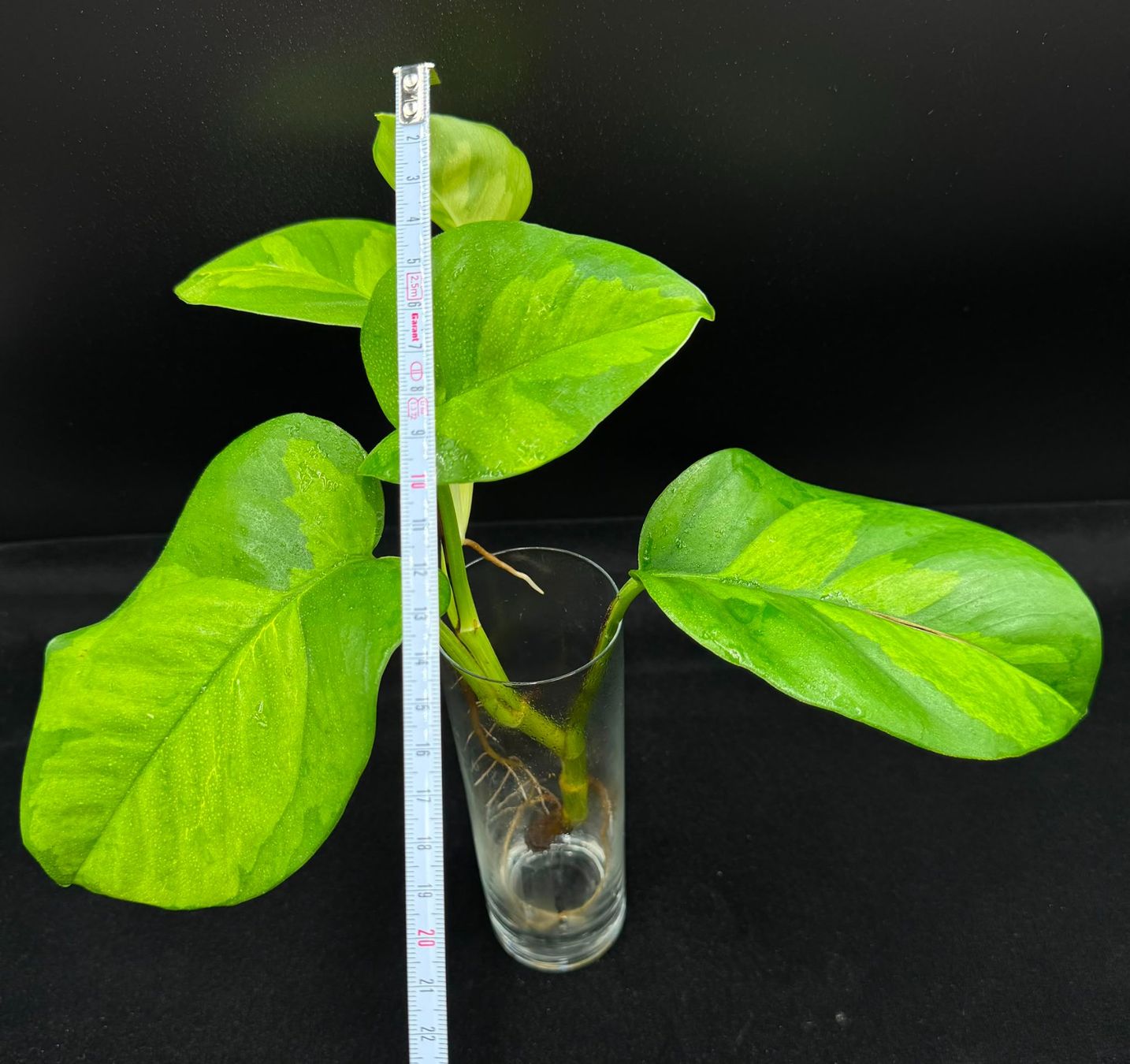 Piante & sementi: Epipremnum aureum 'Global Green' – Nuovo (secondo la descrizione) da Bühler venduto da googelibear 1