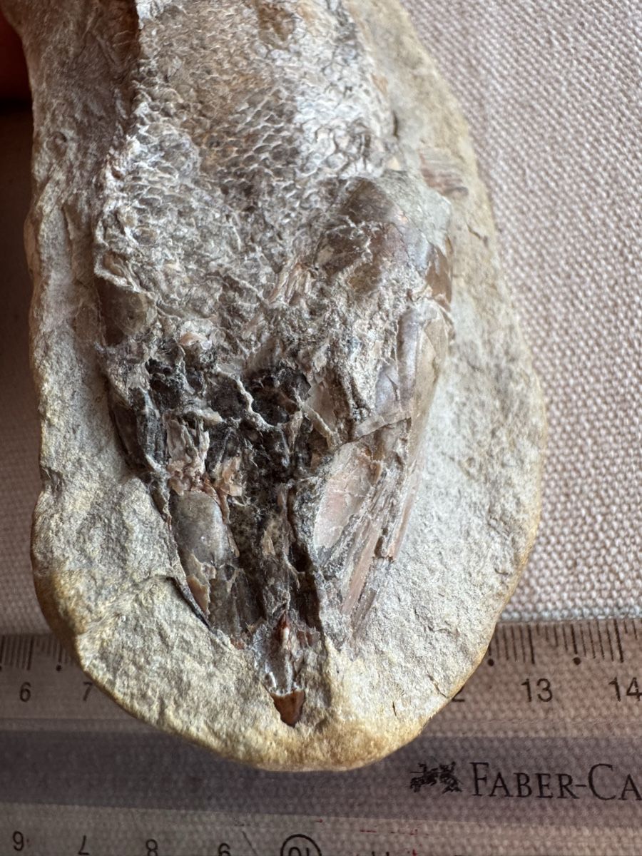 Fossilien: 🔥Fossil fish specimen approximately 16 cm long – Gebraucht aus Morges von SevArt 6