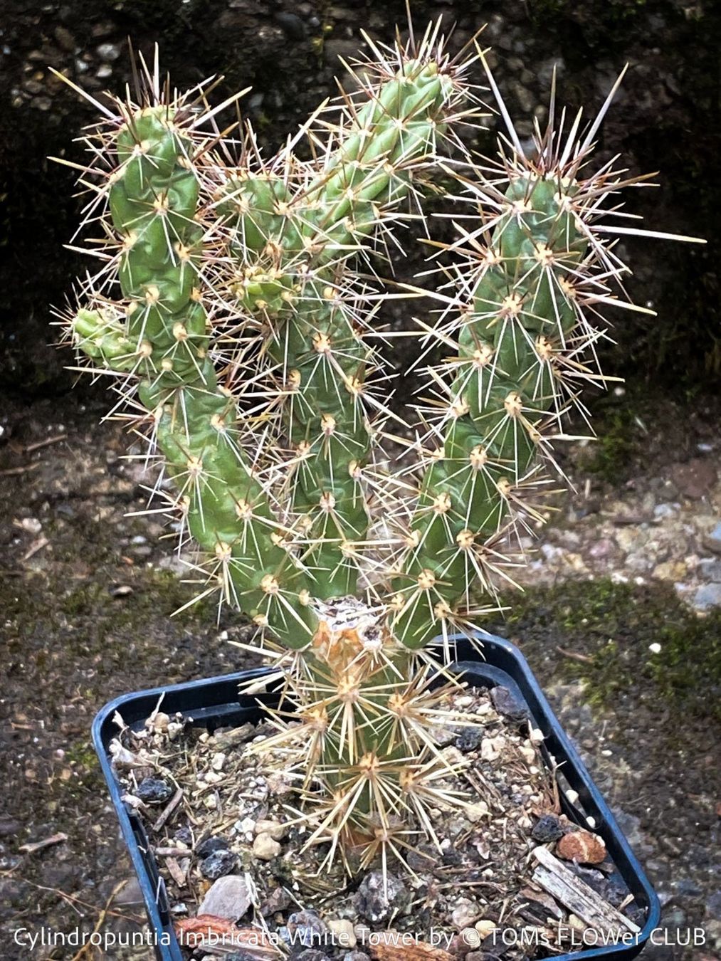 Piante & sementi: Cylindropuntia Imbricata White Tower - Tree Cholla – Nuovo e nell'imballaggio originale da Adliswil venduto da astom369 1