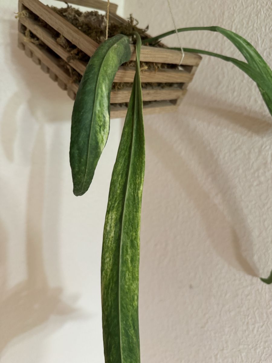 Piante & sementi: Anthurium vittarifolium variegata – Usato da Männedorf venduto da mrclst 1