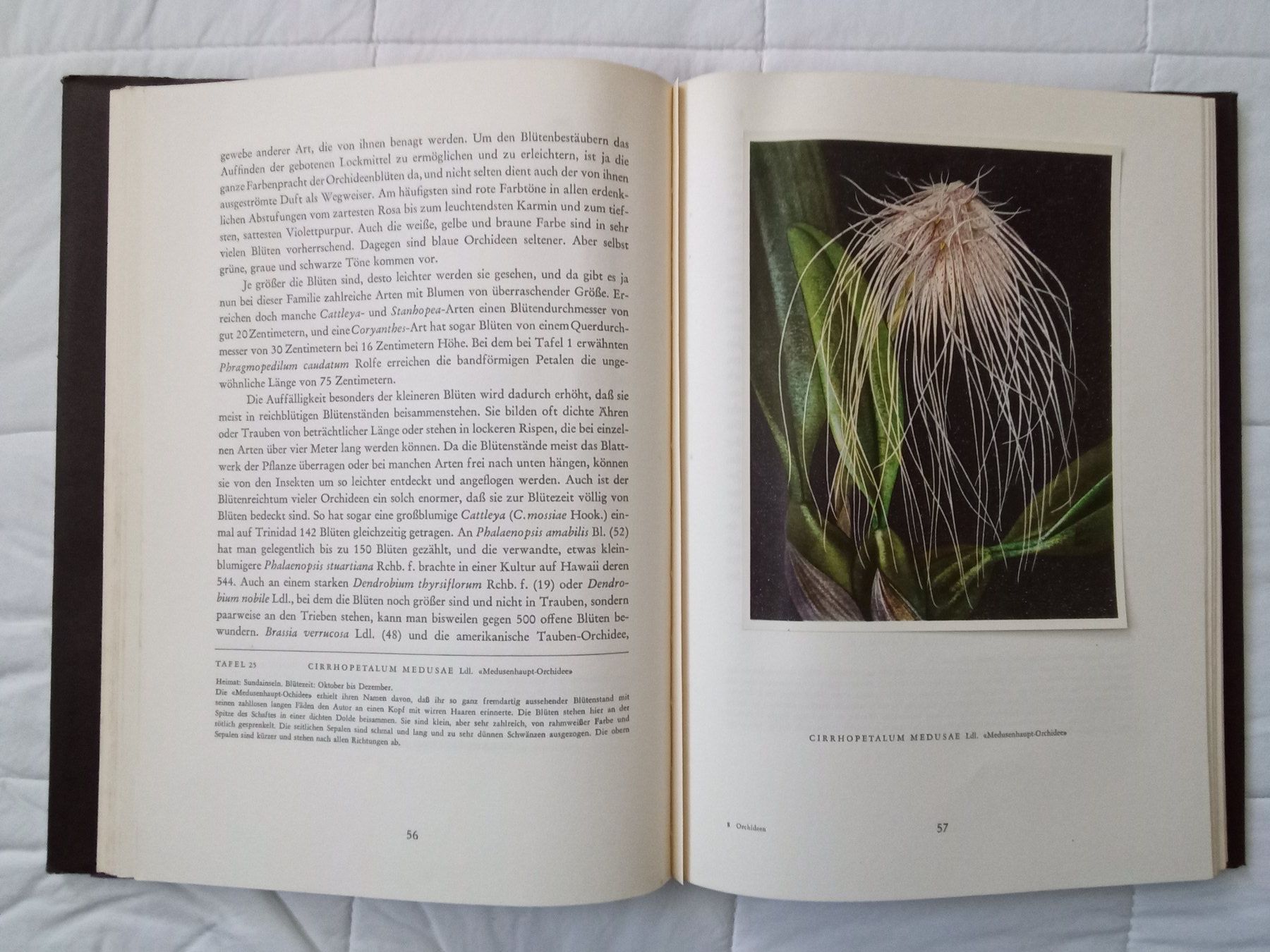 Bücher: Silva Buch Orchideen – Gebraucht aus Zürich von tol_b7c7 3