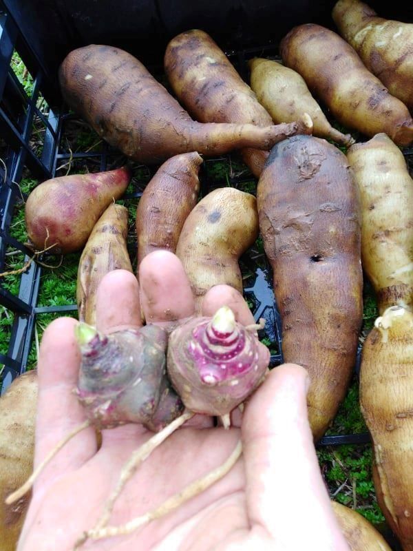 Pflanzen & Samen: YACON Poire de terre sucrée 5x – Neu (gemäss Beschreibung) aus Bremblens von FIBONACCI369 3