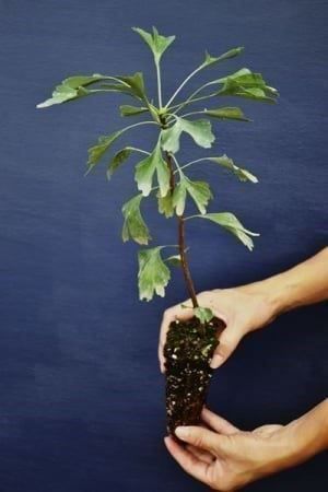 Piante & sementi: Ginkgo Biloba  2x 20cm – Nuovo (secondo la descrizione) da Bremblens venduto da FIBONACCI369 4